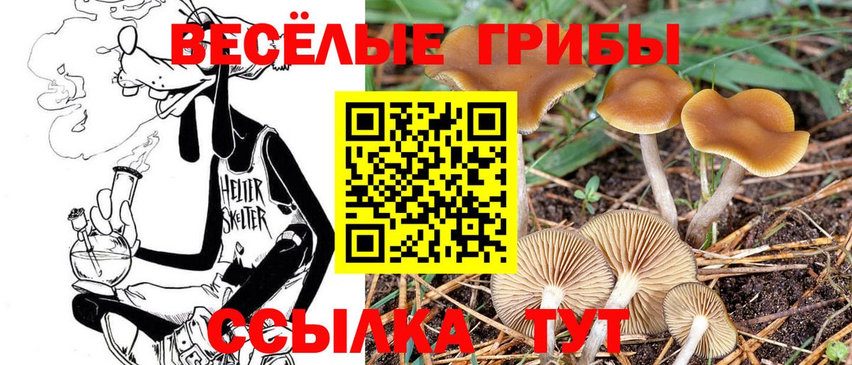 Галлюциногенные грибы Psilocybe Тельмана